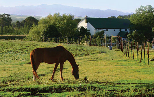 Keeping Horses at Home